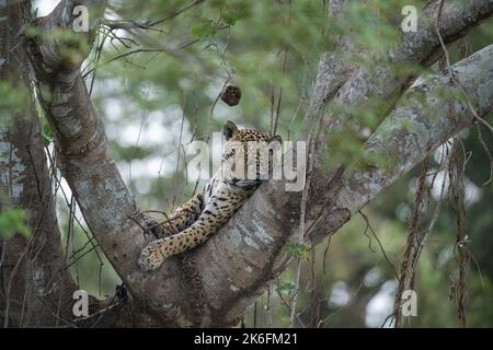 Jaguar, der in der Gabel eines großen Baumes im Pantanal, Brasilien, ruht Stockfoto