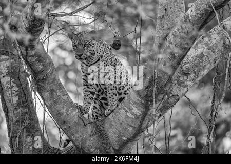 Jaguar, der in der Gabel eines großen Baumes im Pantanal, Brasilien, ruht Stockfoto