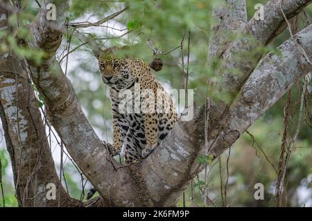 Jaguar, der in der Gabel eines großen Baumes im Pantanal, Brasilien, ruht Stockfoto