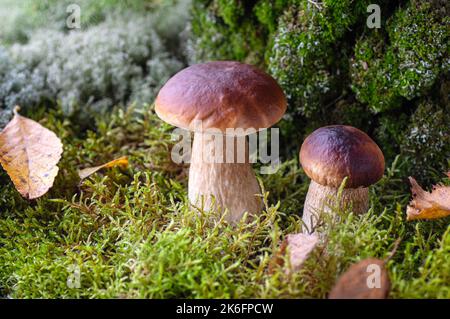 Zwei Pilzpilze boletus edulis im Wald. Essbarer Pilz boletus edulis aus der Nähe. Stockfoto