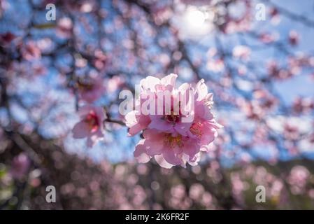 Mandelblüten aus der Nähe. Mandelblüte an einem sonnigen Tag auf blauem Himmel Hintergrund Stockfoto