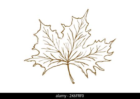Ahornblatt, handgezeichnet, Design-Elemente für Einladungen, Grußkarten. vektor Stock Vektor