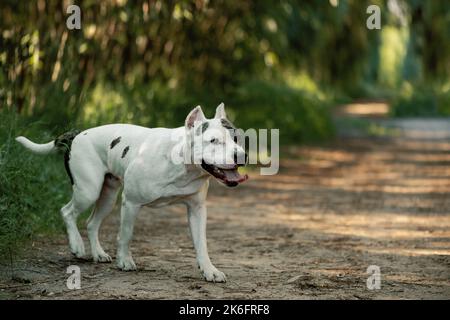 American Staffordshire Terrier zu Fuß auf Feldweg im Wald Stockfoto