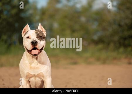 Happy American Staffordshire Terrier sitzt im Freien, Nahaufnahme Porträt Stockfoto