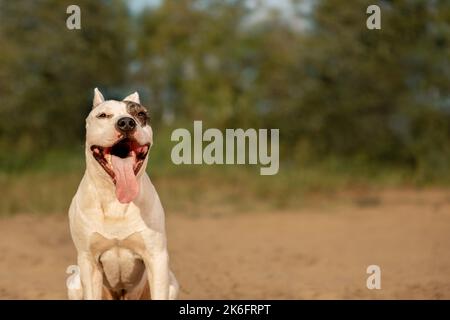 Happy American Staffordshire Terrier sitzt auf Sand und schaut auf die Kamera in ländlichen Stockfoto