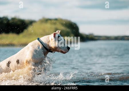 Hund springt aus dem Wasser, Seitenansicht Stockfoto