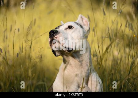 American Staffordshire Terrier im hohen Gras sitzend, Nahaufnahme Porträt Stockfoto