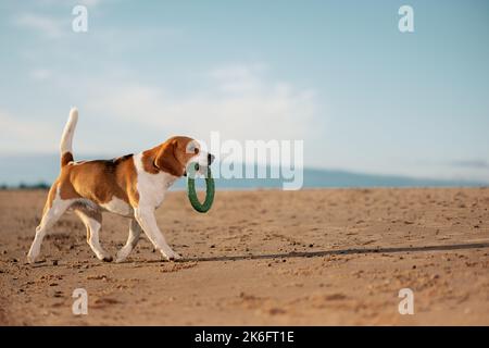 Englischer Beagle-Hund mit Ringspielzeug im Mund läuft am Strand Stockfoto