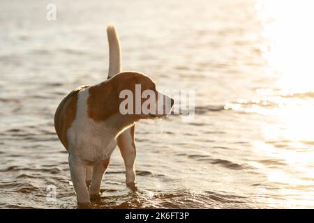 Beagle Hund steht im Wasser bei Sonnenuntergang. Stockfoto