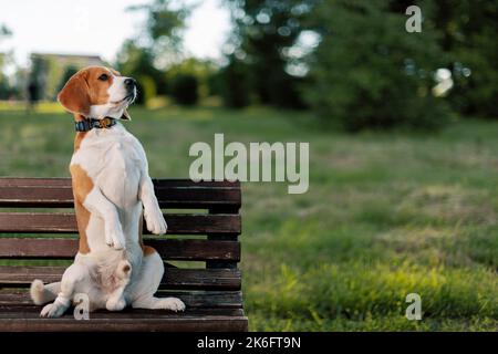 Englischer Beagle sitzt auf Hinterbeinen auf der Parkbank und schaut weg. Stockfoto