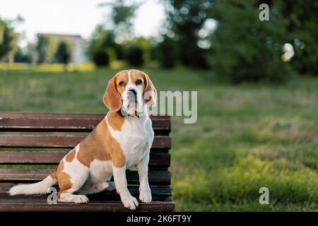 Englischer Beagle sitzt seitlich auf der Parkbank und schaut auf die Kamera Stockfoto