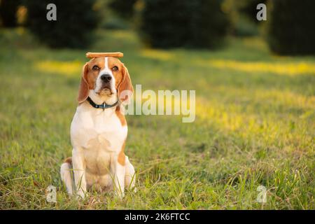 Hund balancierende Behandlung auf dem Kopf im Freien Stockfoto