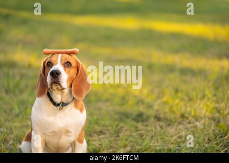 Hund mit Kauknochen auf dem Kopf sitzt im Freien und schaut hoch, Nahaufnahme Porträt Stockfoto