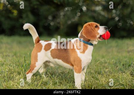 Fröhlicher Hund mit roter Kugel im Mund auf Gras stehend, Seitenansicht Stockfoto