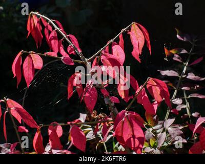 Ast von geflügeltem Spindelbaum, Fusain, (euonymus alatus) mit seiner herbstlich rosa Farbe, auf dunklem Grund. Stockfoto