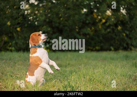 Glücklicher Hund, der auf Hinterbeinen auf Gras sitzt und wegschaut Stockfoto