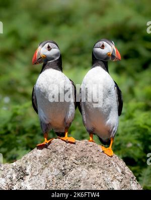 Zwei Atlantische Papageitaucher stehen auf einem Felsen vor natürlichem grünen Hintergrund Stockfoto