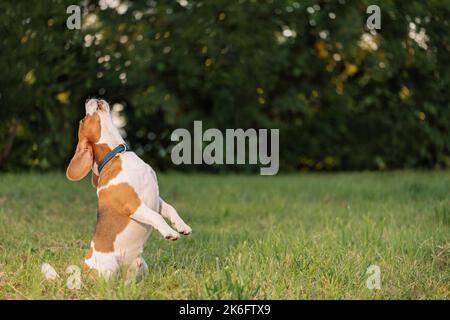 Bellender Hund sitzt auf Hinterbeinen im Freien Stockfoto