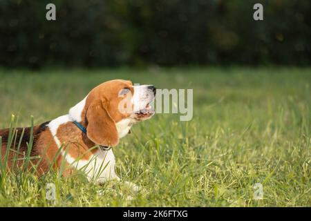 Glücklicher Hund auf Gras liegend, Seitenansicht Stockfoto