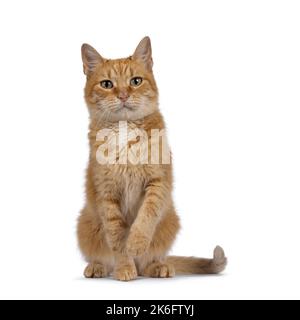 Erwachsene süße rote Hauskatze, sitzend nach vorne mit einer Pfote verspielt in der Luft. Blick auf die Kamera mit schönen grünen Augen. Isoliert auf einem weißen Stockfoto