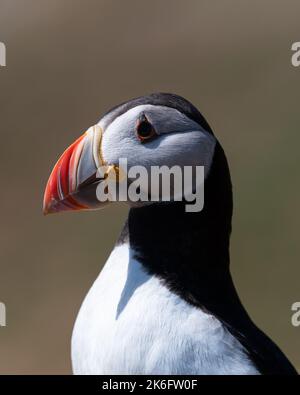 Profil des Atlantischen Papageitaucher vor natürlichem Hintergrund Stockfoto