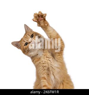 Lustige Kopfaufnahme einer erwachsenen süßen roten Hauskatze, die mit einer Pfote hoch in der Luft aufsitzt und Hallo. winkt Blick auf die Kamera mit schönen gre Stockfoto