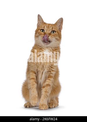 Lustige Kopfaufnahme einer erwachsenen süßen roten Hauskatze, die mit der Vorderzunge aufsitzt und die Nase leckt. Blick auf die Kamera mit schönen grünen Augen. Isola Stockfoto