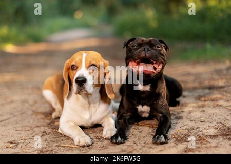 Zwei Hunde liegen auf der Landstraße im Wald Stockfoto