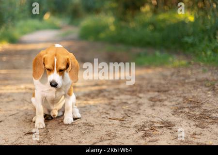 Netter Hund, der auf der Landstraße im Wald sitzt und nach unten schaut Stockfoto