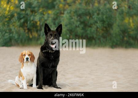 Zwei glückliche Hunde sitzen auf Sand Stockfoto