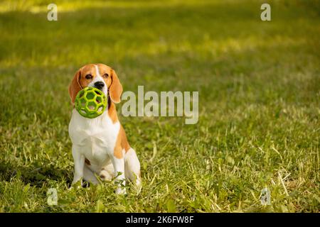 Hund mit grünem Haustier Spielzeug im Mund sitzt auf Gras Stockfoto