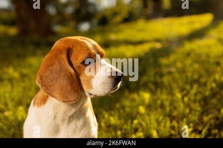 Beagle sitzt bei Sonnenuntergang auf dem Rasen und schaut weg, Seitenansicht Stockfoto