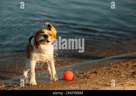 Glücklicher Hund mit geschlossenen Augen, der am Strand steht und Wasser abschüttelt Stockfoto