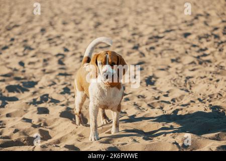 Schmutziger Hund mit Gummiball im Mund, der auf Sand steht. Stockfoto