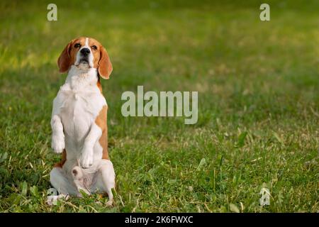 Englischer Beagle sitzt auf dem Hinterbeine Rasen und schaut auf die Kamera Stockfoto