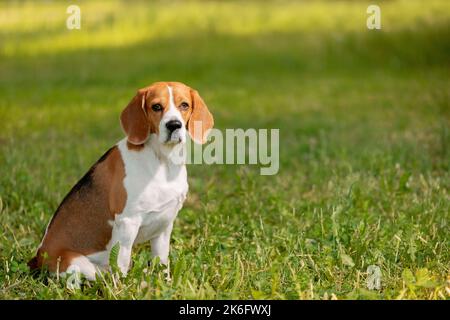 Beagle Hund sitzt seitlich auf Gras und schaut auf die Kamera Stockfoto