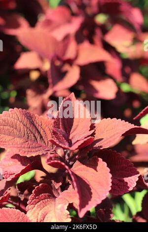 Leuchtend rote Herbstfarben tauchen auf dem lokalen Laub auf. Stockfoto