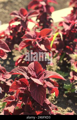 Leuchtend rote Herbstfarben tauchen auf dem lokalen Laub auf. Stockfoto