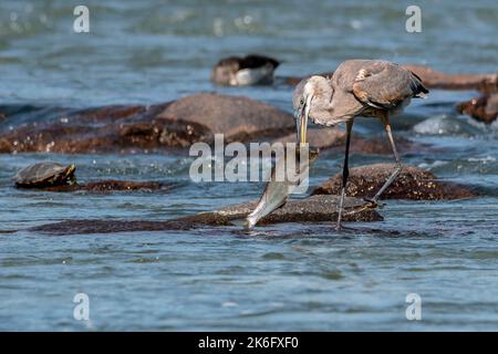 Great Blue Heron Speared Eine große Shad, Essen Einen großen Süßwasserfisch Stockfoto