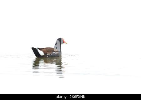 Gallinule isoliert in Wasser auf weißem Hintergrund Stockfoto