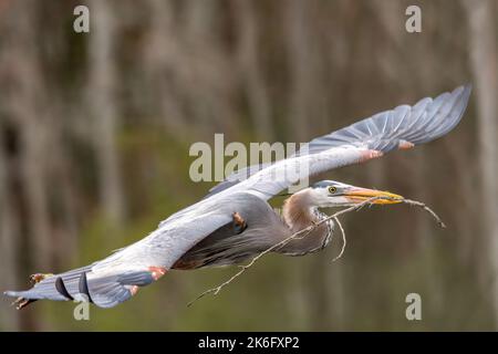 Großer Blaureiher Fliegt Mit Nesting-Material Im Mund Stockfoto