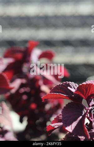 Leuchtend rote Herbstfarben tauchen auf dem lokalen Laub auf. Stockfoto