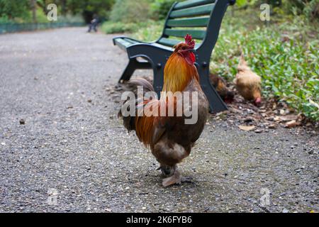 Der rote Hahn (fotografiert in einem Naturpark in Toulouse (Südfrankreich) Stockfoto