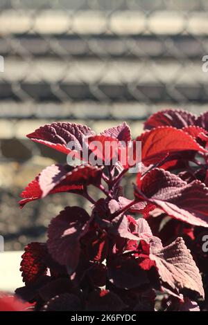 Leuchtend rote Herbstfarben tauchen auf dem lokalen Laub auf. Stockfoto