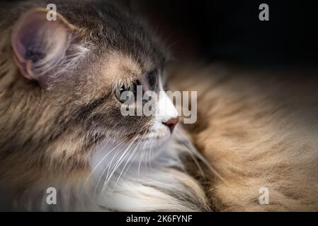 Small House Cat Gerollte, Die Richtig Aussehte Stockfoto