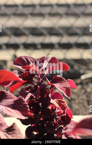 Leuchtend rote Herbstfarben tauchen auf dem lokalen Laub auf. Stockfoto