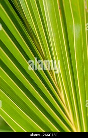 Nahaufnahme der minimalistischen Struktur eines Palmblattes Stockfoto