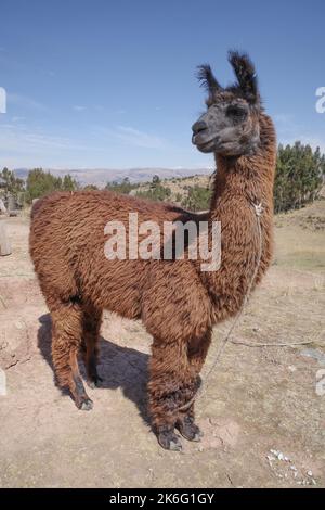 Lama auf einer Ranch in den Anden, in der Nähe von Cusco, Peru Stockfoto