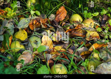 Äpfel und Herbstblätter auf dem Boden Stockfoto