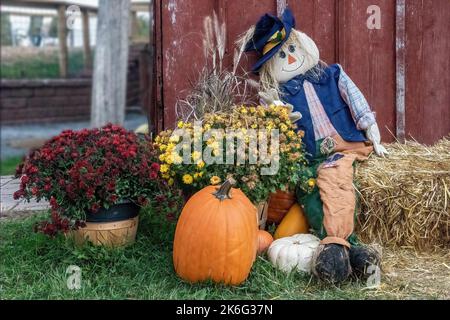 Herbstdekoration mit Vogelscheuche auf einem Heuballen, Kürbisse und Mütter an einem Herbsttag im Pleasant Valley Orchard in Shafer, Minnesota, USA. Stockfoto